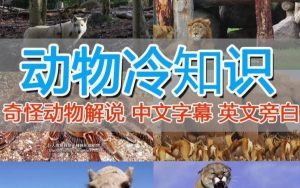 外面卖1699的国外纪录片解说(动物解说、美食、动画片)稳过中视频-第一资源网